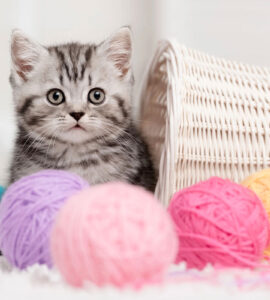 À quelle fréquence nourrir son chaton ?