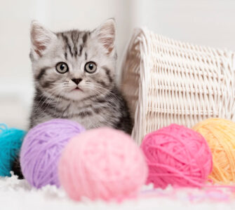 À quelle fréquence nourrir son chaton ?