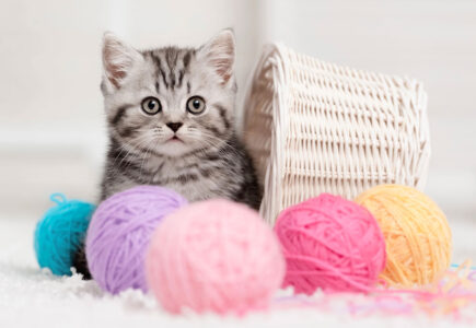 À quelle fréquence nourrir son chaton ?