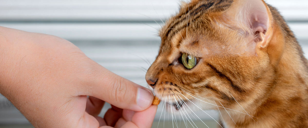 Dans quels cas utiliser des friandises pour chat ?