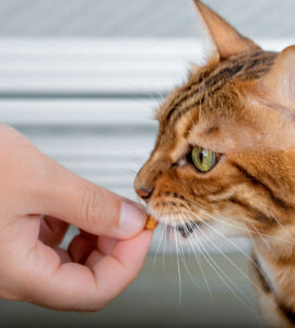 Dans quels cas utiliser des friandises pour chat ?