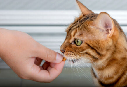 Dans quels cas utiliser des friandises pour chat ?
