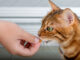 Dans quels cas utiliser des friandises pour chat ?