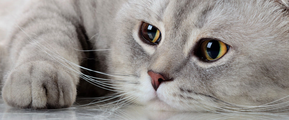 Inooko : la boutique en ligne pour gâter votre chat