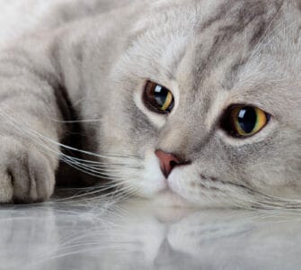 Inooko : la boutique en ligne pour gâter votre chat