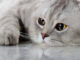 Inooko : la boutique en ligne pour gâter votre chat