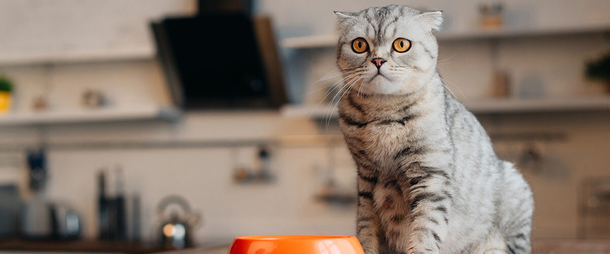 Croquettes chat ou pâtée : quelle alimentation privilégier pour son chat ?