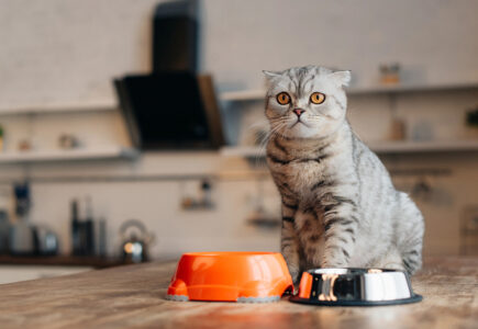 Croquettes chat ou pâtée : quelle alimentation privilégier pour son chat ?